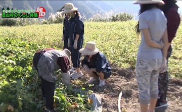 農家の方に教わりながら野菜の収穫をする修学旅行生