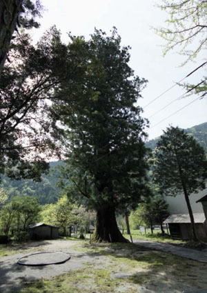 八幡の大杉全体像