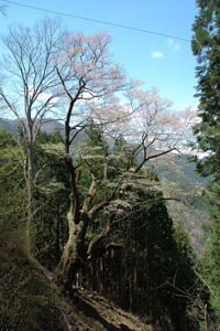 山中の斜面ギリギリのところに自生する江戸彼岸桜全体の写真