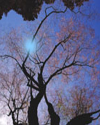 青空をバックに撮った満開の江戸彼岸桜の写真