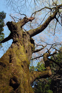 内田の江戸彼岸桜の太い幹をアップに撮った写真