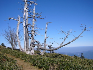 白骨林と呼ばれる外皮が白くなった木の写真