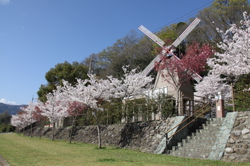 風車と満開の桜並木の様子