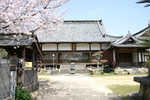 桜が満開の時期、最明寺の境内を写した写真