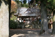 大きな木に囲まれた西照神社の写真