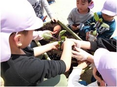 夏野菜の苗を植える園児たちの写真
