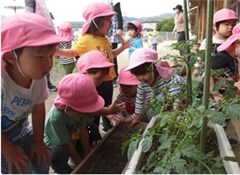 育てている野菜を見守る園児達の写真