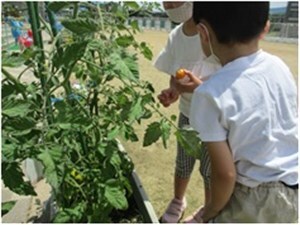 野菜を収穫する園児の様子