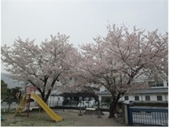 園庭にある満開の桜の写真