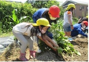 畑で小学生の女の子と力を合わせて野菜を抜く園児の様子
