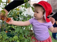 実ったプチトマトを触る園児の様子