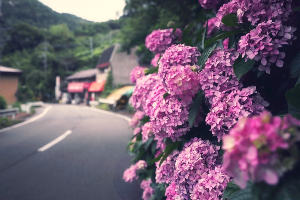 穴吹町口山国道492号沿いの紫陽花