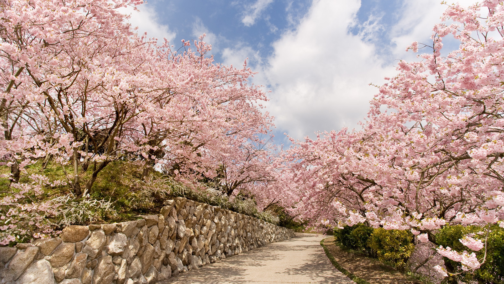 八百萬神之御殿の桜